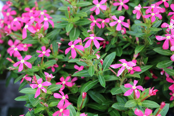 Pink Catharanthus Hybrid Flowers