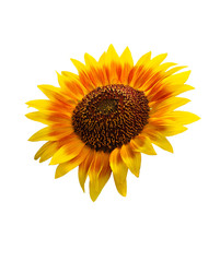 Huge Focus Stacked Sunflower Isolated on White