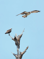 Osprey Perched on a Dead Tree closeup, feathers, fish, gulf of mexico, fort pickens, as It's Mate Flies Away