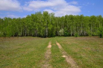 Birch trees woods