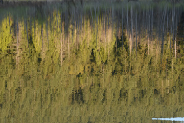 Beautiful forest reflection in Buntzen lake, British Columbia. Great design for any purposes.