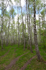 Birch trees woods