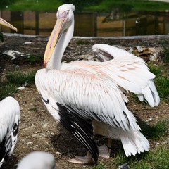pelican at the zoo 