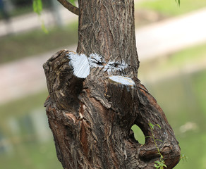 strange tree trunk with eyes