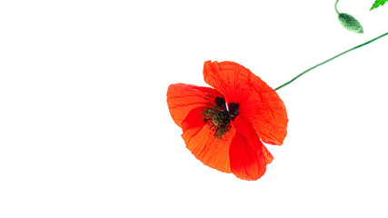 Poppy flower collection on white background, isolated.