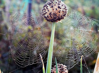 Double spider web with dew drops