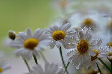 Obraz premium Close up of beautiful daisies
