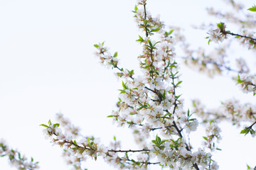 The background of the spring flowering. Beautiful nature blooming trees. Sunny day. Spring flowers. Beautiful garden. Abstract blurred background. In spring