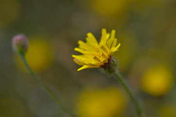 Close up of yellow flower , selective focus, shallow depth of field