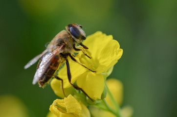 Honeybee is  harvesting pollen from yellow flowers