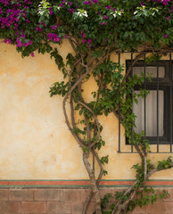 Tequisquiapan / Mexico-Nov 2017
The town has cobblestone streets, traditional rustic houses,  wrought iron fixtures, balconies,wooden windowsills, colonial town populated mostly by indigenous people 