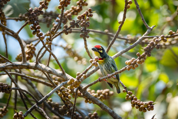 Coppersmith Barbet bird