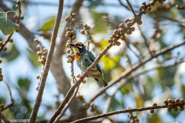 Coppersmith Barbet bird