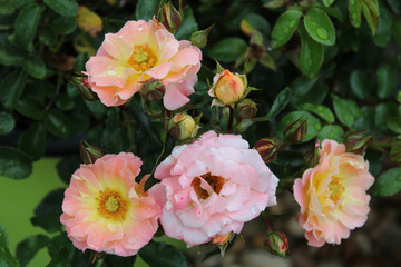 Pink, Yellow, and Coral color roses