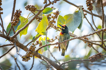 Coppersmith Barbet bird