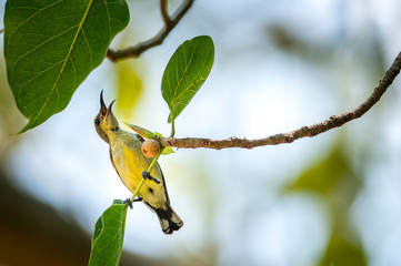 Olive-backed sunbird, Yellow-bellied sunbird