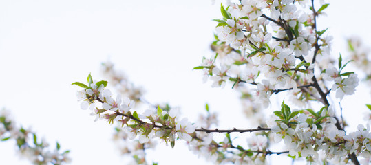 The background of the spring flowering. Beautiful nature blooming trees. Sunny day. Spring flowers. Beautiful garden. Abstract blurred background. In spring