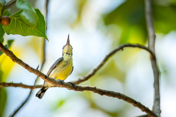 Olive-backed sunbird, Yellow-bellied sunbird