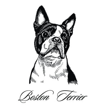 Boston Terrier hand drawn vector illustration, isolated