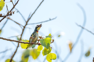 Coppersmith Barbet bird