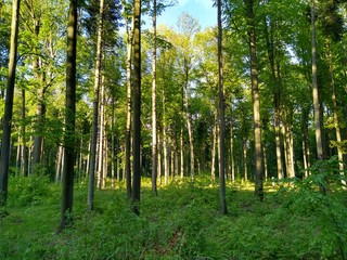 Las w złotej godzinie, Leśne wyprawy. #7