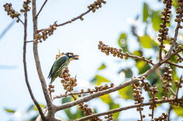 Coppersmith Barbet bird