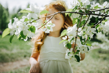 portrait of a little red-haired girl in Apple trees - 350282581