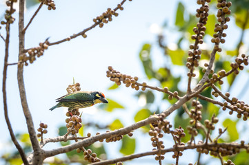 Coppersmith Barbet bird