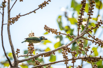 Coppersmith Barbet bird