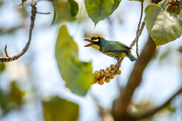 Coppersmith Barbet bird