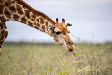 Giraffes graze in the grassy plains near Halali