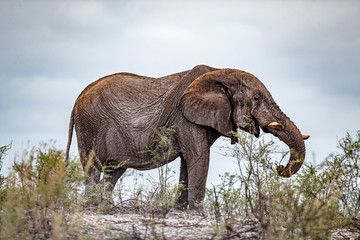 Fototapeta na wymiar An elephant eats vegetation in the brush in Etosha National Park