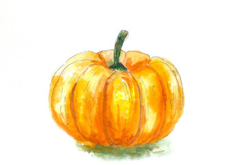 pumpkin isolated on white background watercolor sketch
