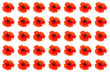 Pattern made of poppy flower on white background, isolated.