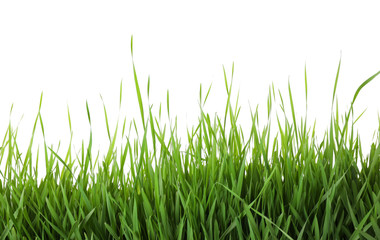 Fototapeta na wymiar Fresh green grass on white background. Spring season