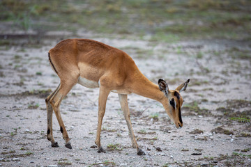 An impala grazes near Halali