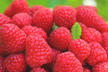 Selective focus on ripe raspberries with nature background. Healthy eating concept