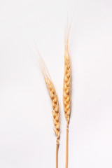 Ears of wheat on white background