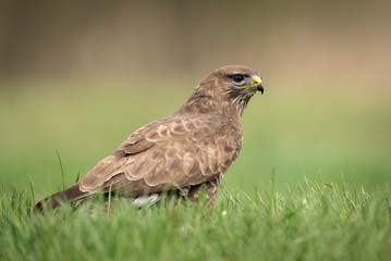 Common buzzard ( Buteo buteo ) close up