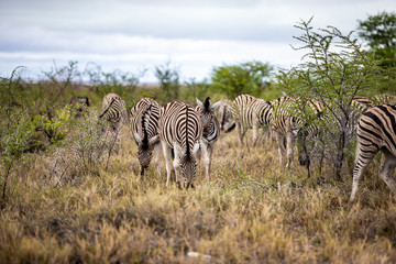 Fototapeta na wymiar Zebra’s graze in Etosha National Park