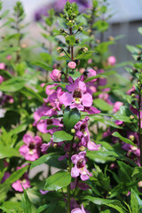 Obraz premium Purple Flowers