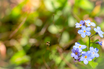 forget me not, blue flowers