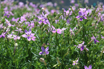 Fototapeta premium Purple Flowers