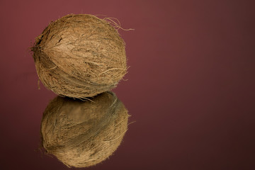 Large shaggy coconut isolated on a red mirror surface with reflection