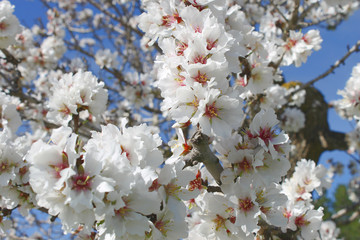 Almond blossom 