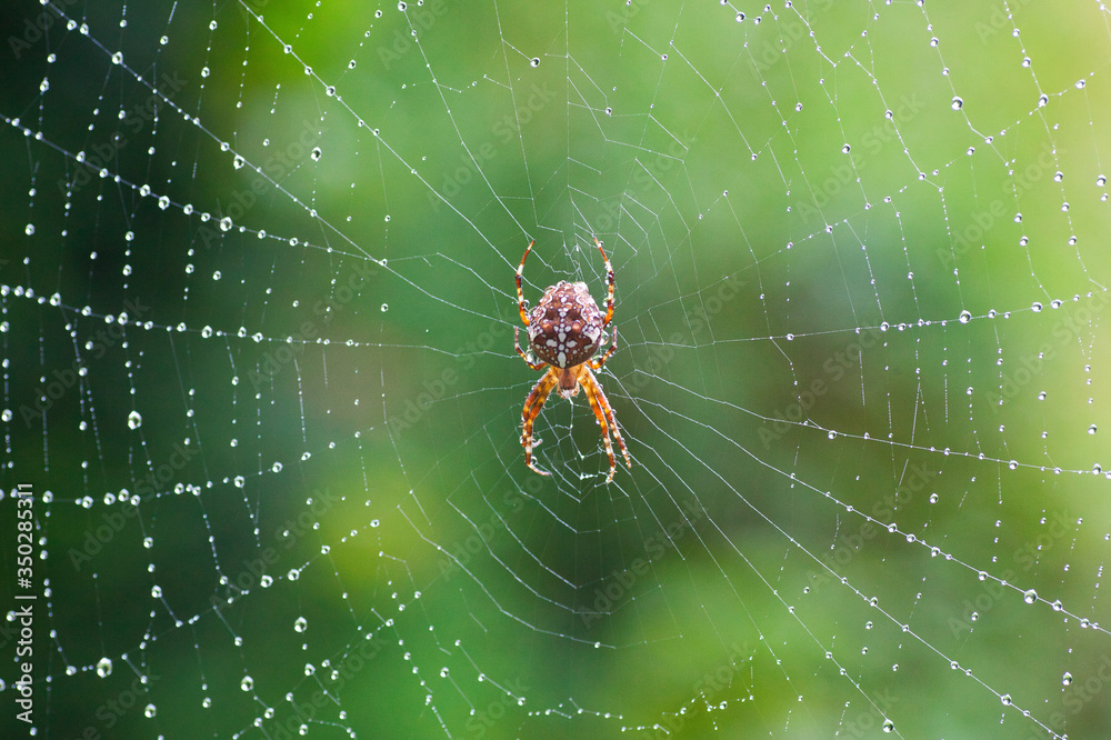 Wall mural cross spider seen from above on a web with dew drops and green background