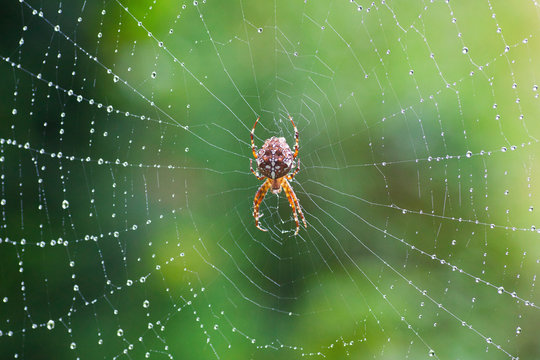 cross spider seen from above on a web with dew drops and green background
