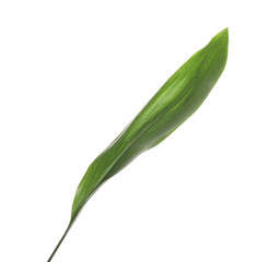 Fresh green tropical leaf isolated on white