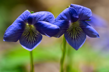 Purple blue eyes flowers in the forest