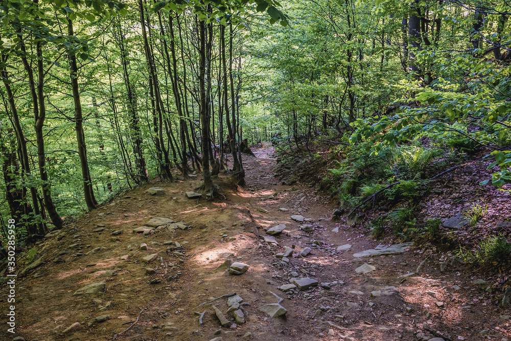 Poster Hiking trail on the Mount Tarnica, near Wolsate village in Bieszczady National Park, Subcarpathian Voivodeship of Poland